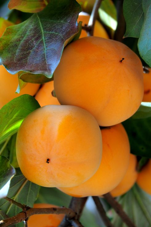 Cherry plum tree at Varlaam Monastery in Meteora