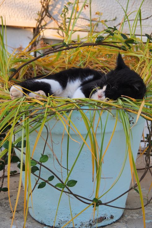 Le monastère de Paleokastritsa sur l'île de Corfou