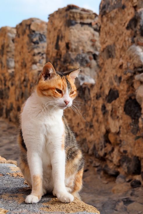 Chat à Monemvasia