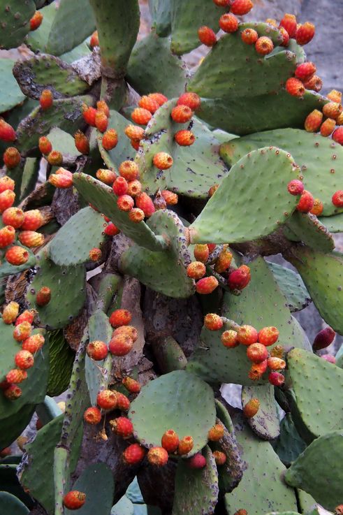 La Fortaleza de Palamidi - Nauplia