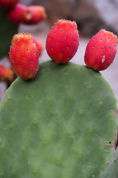 Nopal - La Fortaleza de Palamidi - Nauplia