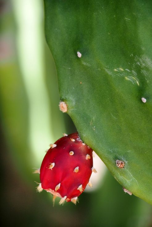Higuera de Barbaria - Grande Anse d'Arlet - Martinica