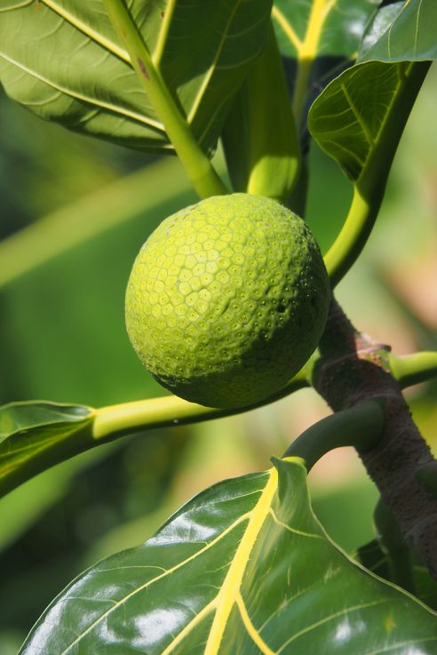 Petite Anse d'Arlet - Árbol del pan