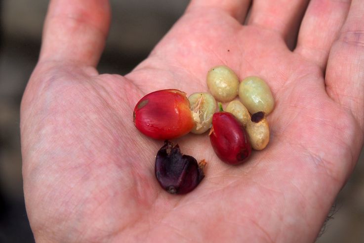 Coffee plant - Filadelfia Coffee in Antigua