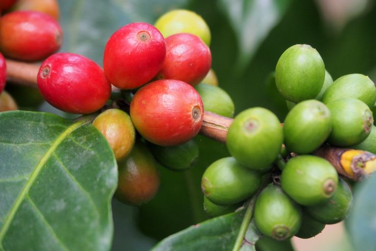 Coffee plant - Filadelfia Coffee in Antigua