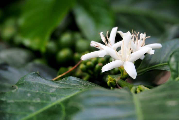 Coffee flower - Filadelfia Coffee in Antigua