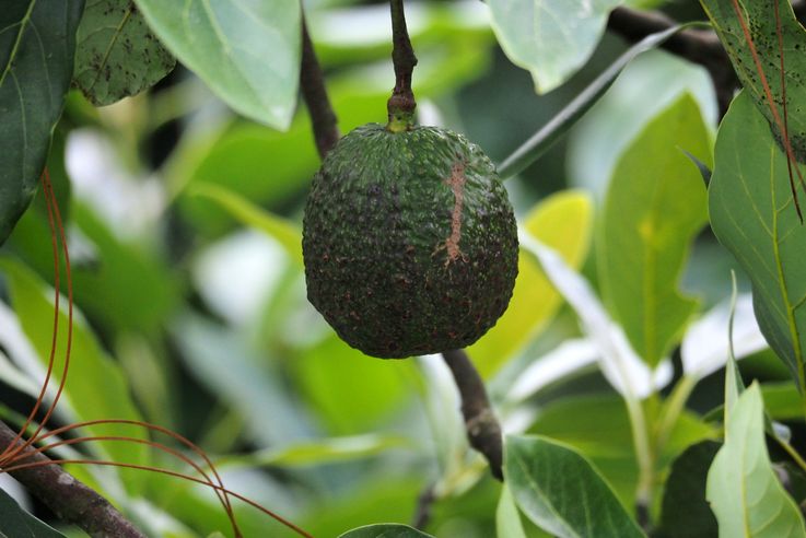 Avocado trees
