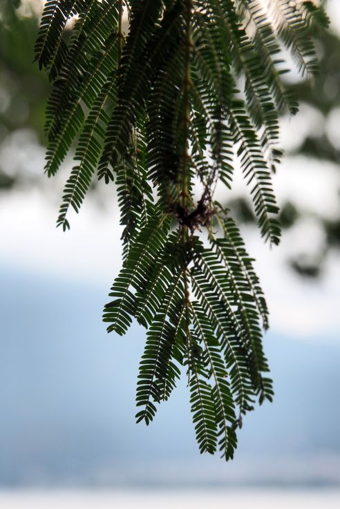 Mimosa - San Marco la Laguna