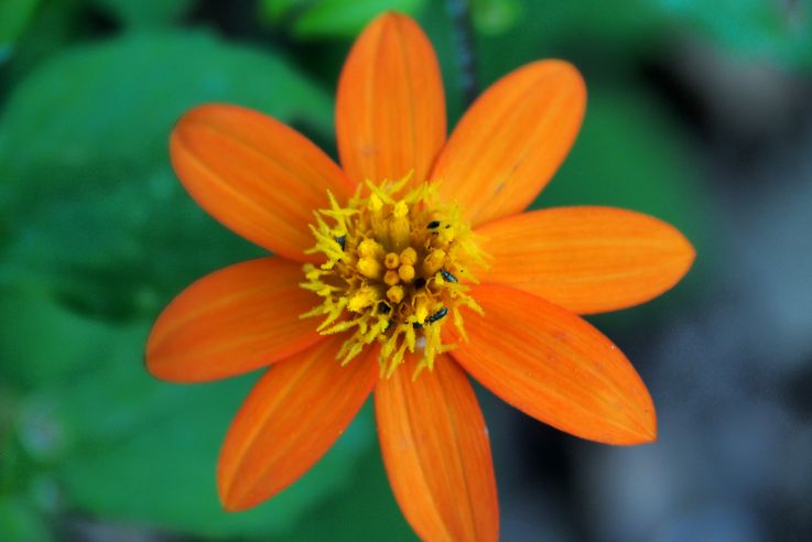 Mexican Sunflower