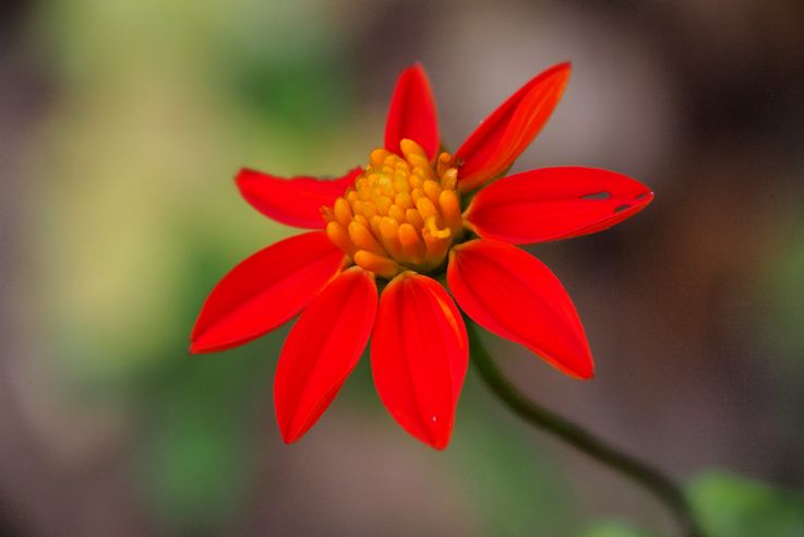 Mexican Sunflower
