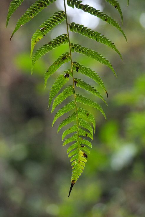 Helecho - Biotopo del Quetzal