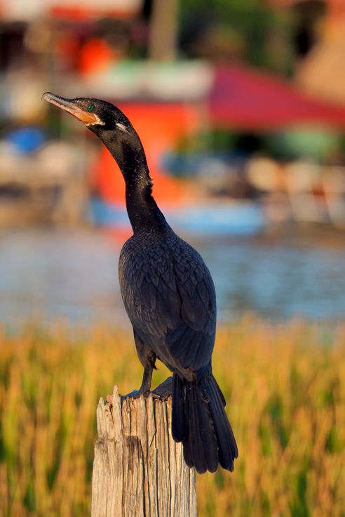 Cormorán en Flores