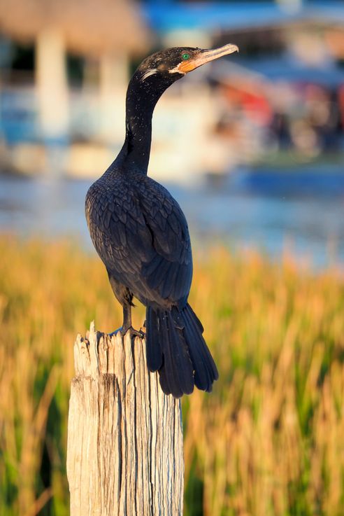 Cormorán en Flores