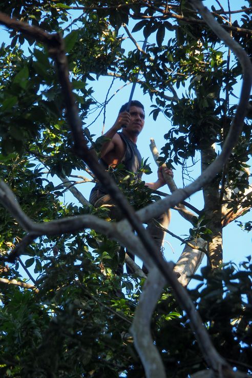 Machete clearing at El Tintal (El Mirador Trek)