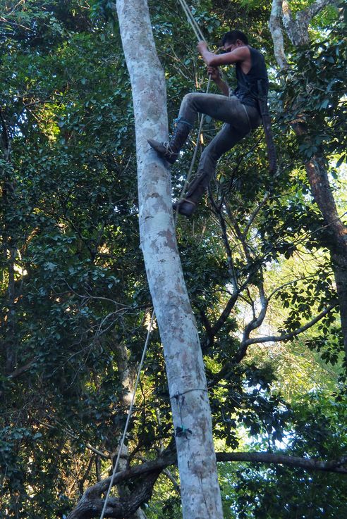 Machete clearing at El Tintal (El Mirador Trek)