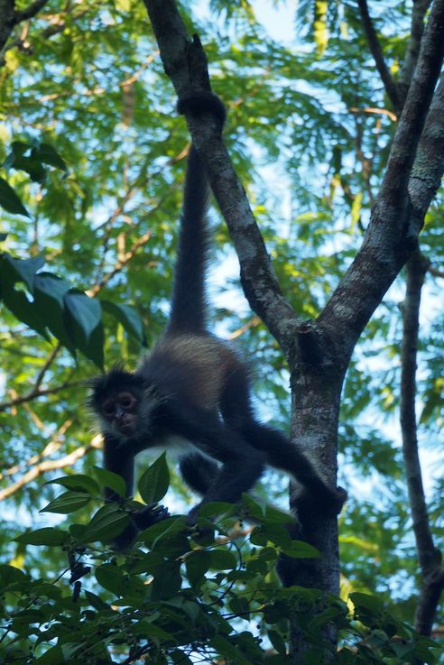 Atèle de Geoffroy ou singe araignée - El Mirador