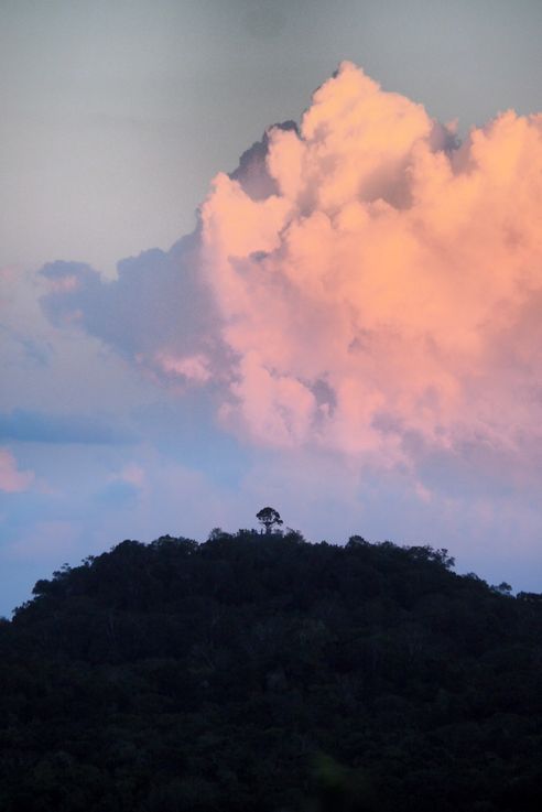 La Danta (El Mirador trek)