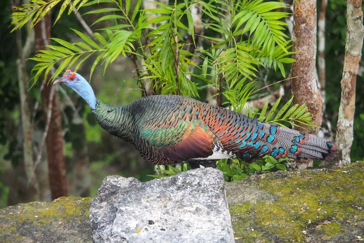 Pavo ocelado
