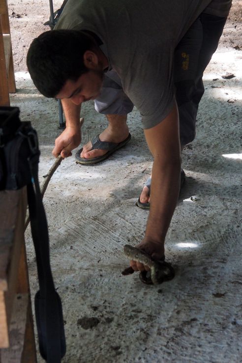 El Tintal (trek El Mirador)