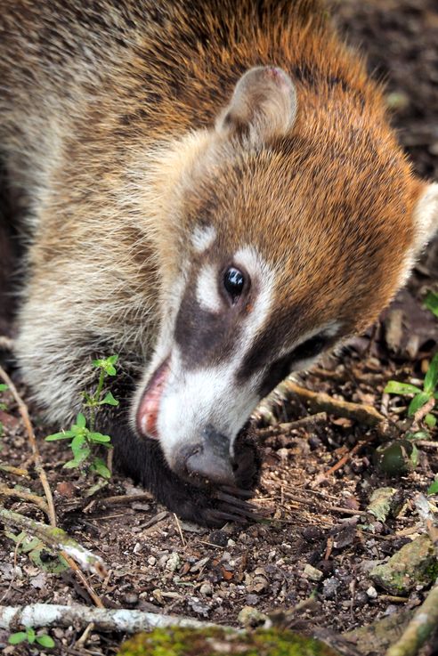 Coati à nez blanc - Tikal