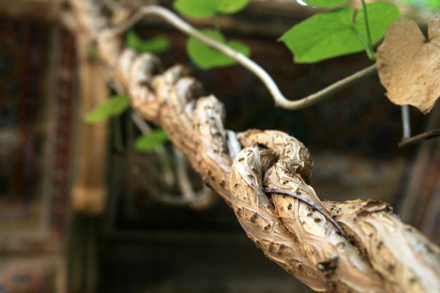 The havelis of Mandawa