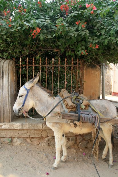 Donkey in Mandawa