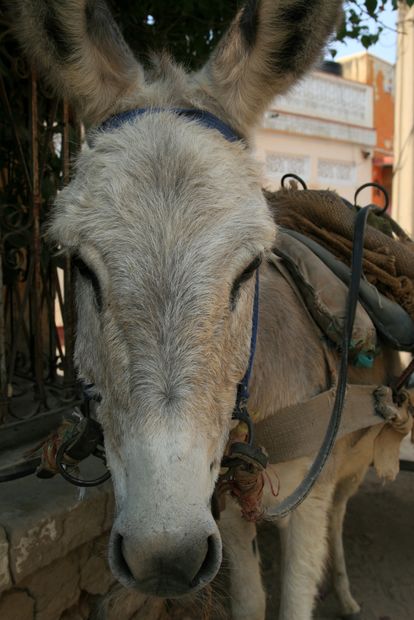 Donkey in Mandawa
