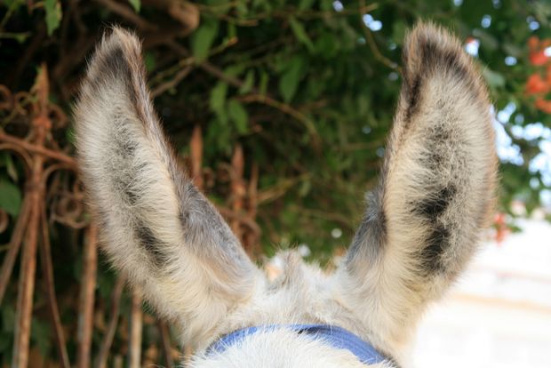 Donkey's ear in Mandawa...