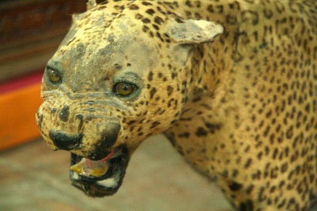 Léopard dans le fort de Junagarh