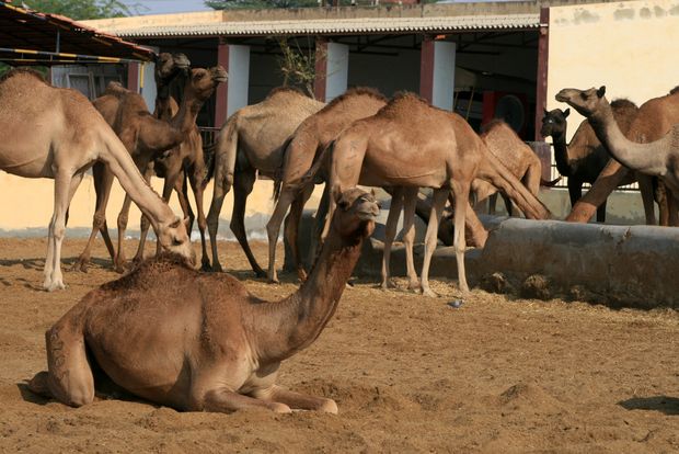 La granja de camellos