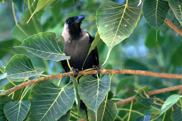 Cuervo casero (Corvus splendens)