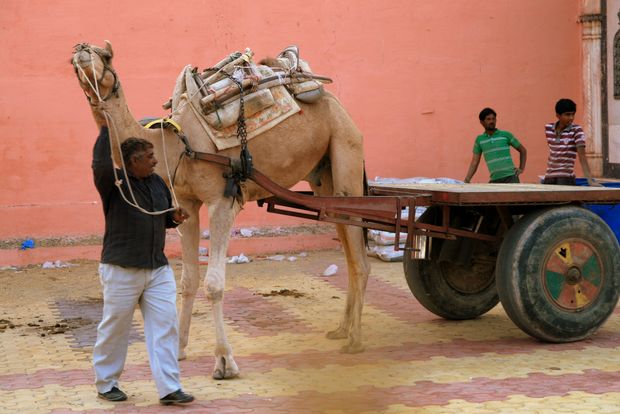 El Templo de las Ratas