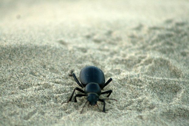 Un pequeño escarabajo en el desierto de Thar