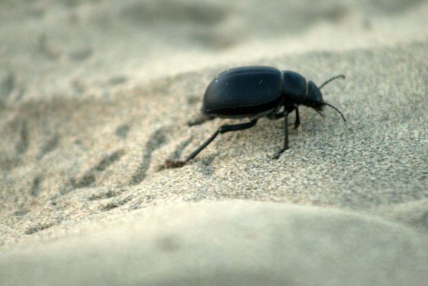 Un pequeño escarabajo en el desierto de Thar