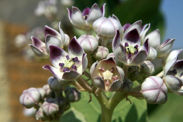 Flores en las ruinas de Kuldhara
