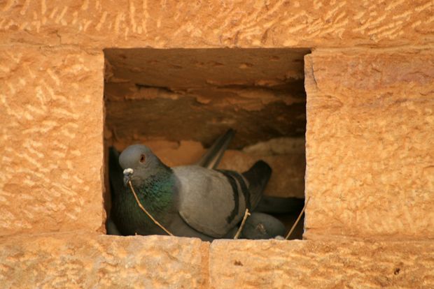 Pigeon in Jaisalmer's Rajmahal Palace