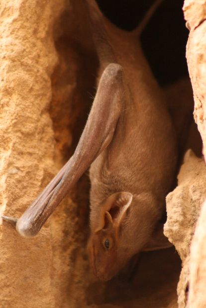 Bats in Jaisalmer