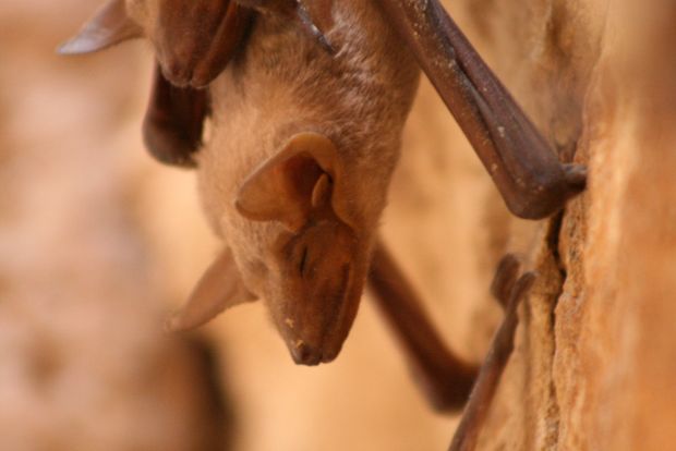 Bats in Jaisalmer