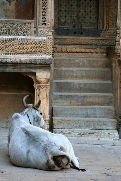 Sacred cow in front of the havelis of Jaisalmer