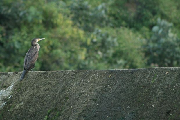 Inde 2012