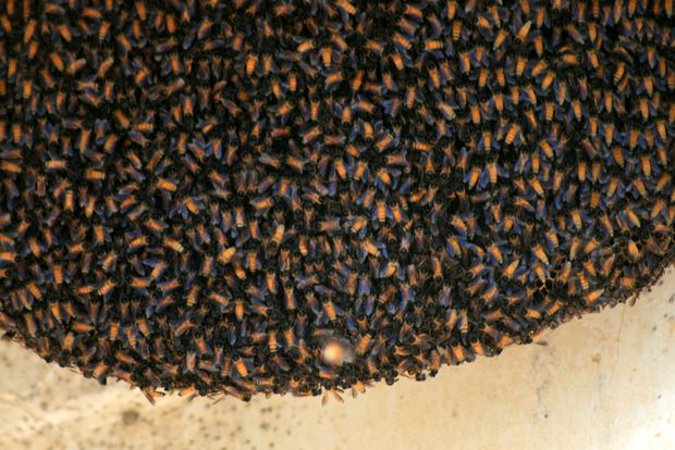 El fuerte de Kumbhalgarh