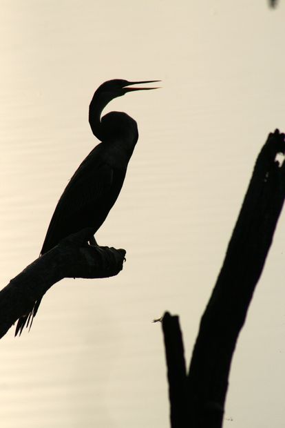 Anhinga oriental en Keoladeo