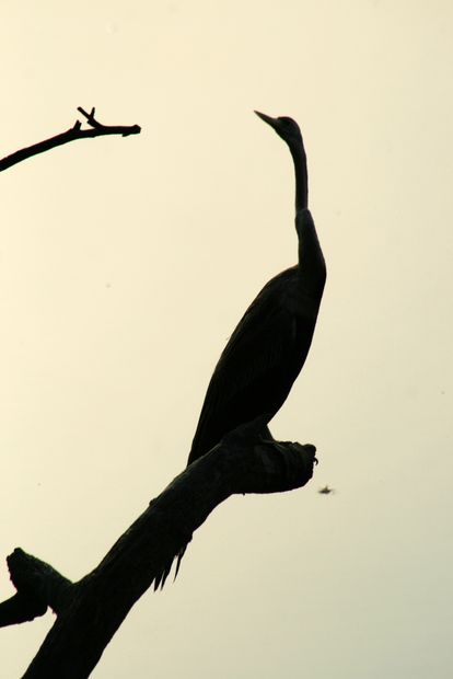 Anhinga oriental en Keoladeo