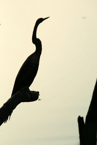 Anhinga oriental (Anhinga melanogaster) en Keoladeo