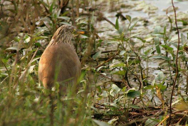 Garcilla india en el Parque Nacional Keoladeo