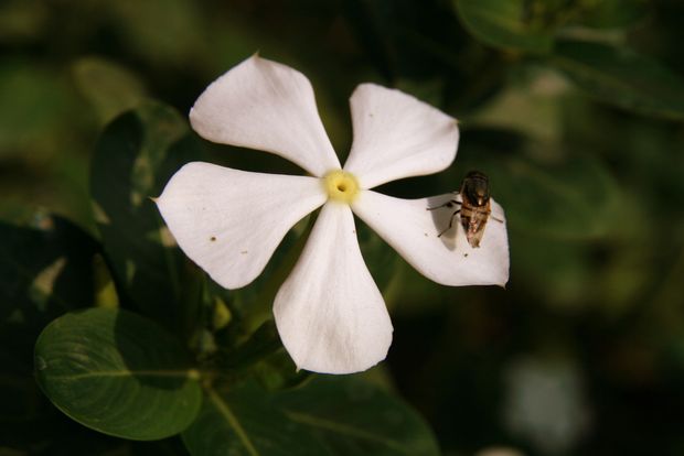 Photo commentée : Frangipanier (Plumeria rubra Frangipani) à Fatehpur Sikri