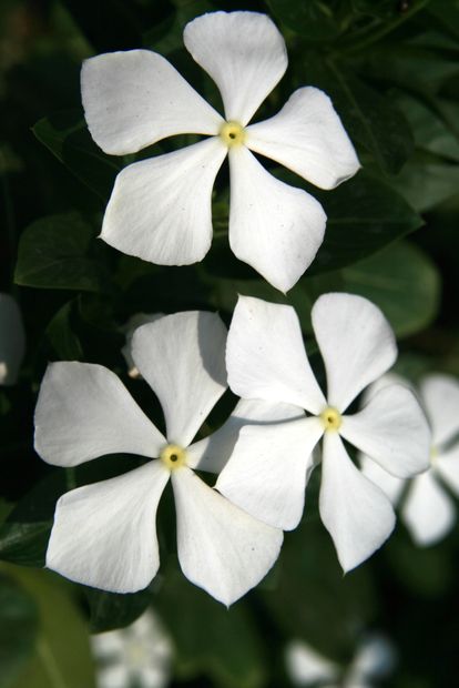 Frangipanier (Plumeria rubra Frangipani) à Fatehpur Sikri