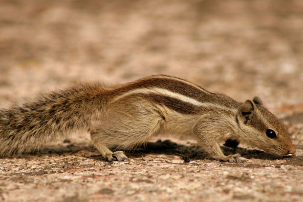 Ecureuil palmiste (squirrel funambulus)