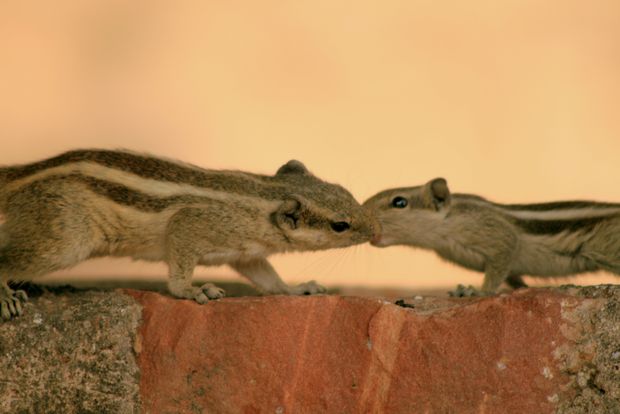 Ecureuil palmiste (squirrel funambulus)