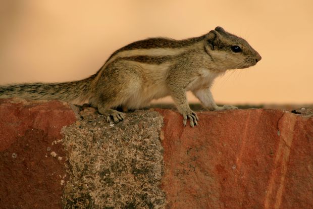 Ecureuil palmiste (squirrel funambulus)